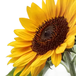 Imagen PNG para descargar